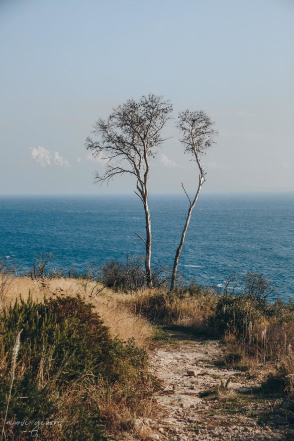 Vacanza in Italia alle Isole Tremiti - San Domino - Alberi - Nuovi Giorni Blog