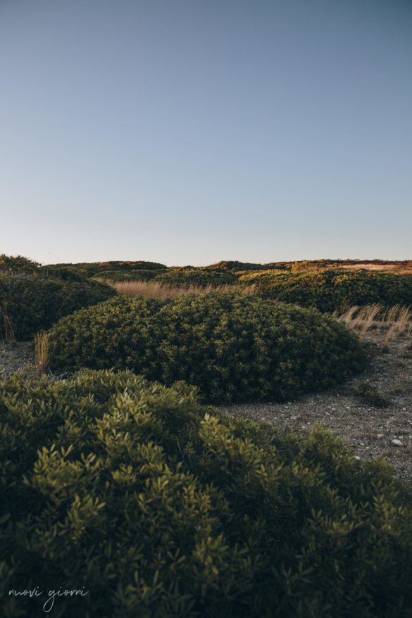 Vacanza in Italia alle Isole Tremiti - Cespugli - San Nicola - Nuovi Giorni Blog